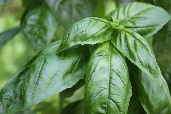 make the most of your basil bounty, gardening
