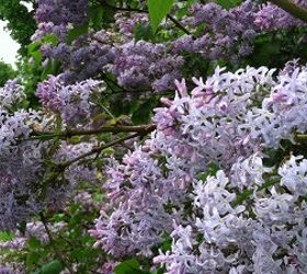 lilacs, flowers, gardening, outdoor living, Common lilac Easy to grow and a great addition to northern gardens