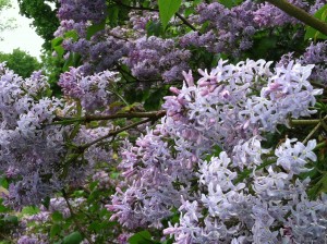 consejos para el cultivo de lilas, Lila com n F cil de cultivar y una gran adici n a los jardines del norte