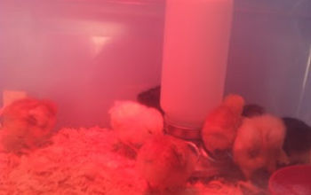 We Have Chicks!  Meet the Girls