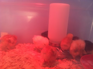 we have chicks meet the girls, homesteading
