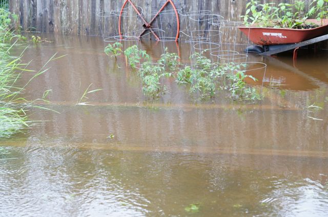 duluth mn seriously flooded 1st time ever, outdoor living, My poor garden
