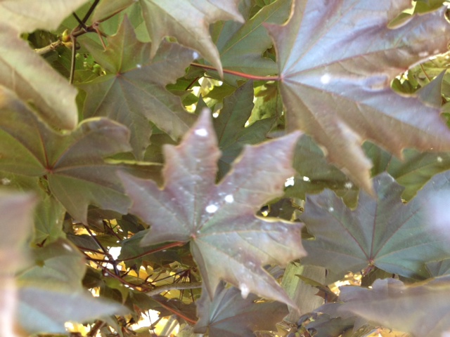 gardening one of my red maple trees died, gardening, white spots starting to show up