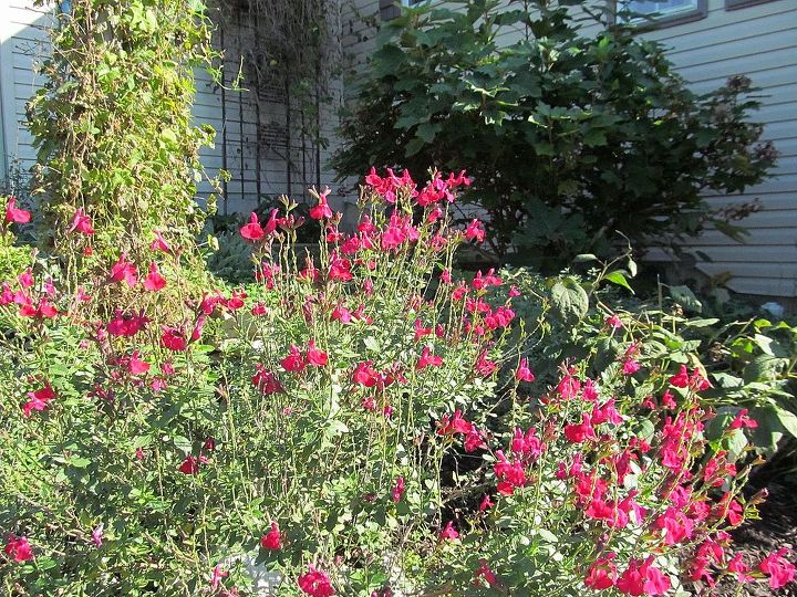 comparte usted las vistas de su jardn para animar a otros a probarlo