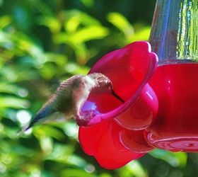 caring for hummingbirds through the winter, outdoor living, pets animals, Our state s DNR is asking bird lovers to keep their feeders filled throughout the winter months to help them in their journey
