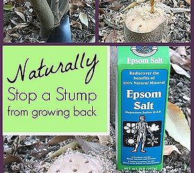 How to Stop Stumps From Growing Back, Naturally