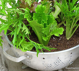 growing lettuce in a colander or how to grow and wash your veggies all in the same, container gardening, gardening, I put coffee filters in the bottom to keep the dirt from running out every time it was watered