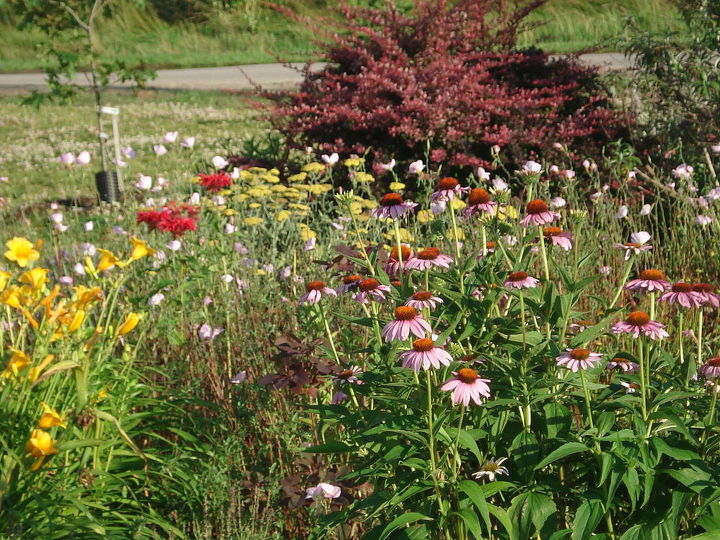 do you share views of your garden to encourage others to try it, flowers, gardening, perennials