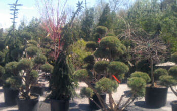 I would like to show off our well stocked Landscape supply nursery, Tree House Farm & Nursery, located at 350