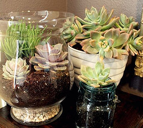 diy succulent terrarium, container gardening, flowers, gardening, succulents, terrarium, Easy Succulent Centerpiece
