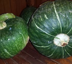 When to Pick BUTTERCUP SQUASH Not to Be Confused With Butternut
