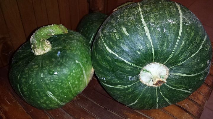 buttercup squash not to be confused with butternut, gardening, bloom end of buttercup squash