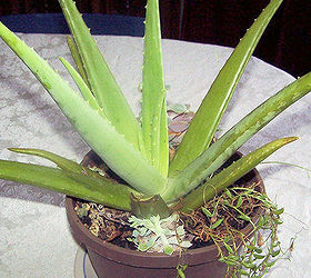 aloe vera succulent with many medical benefits, flowers, gardening, succulents