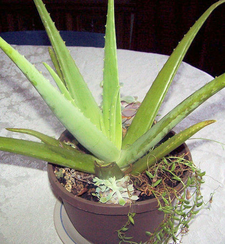 aloe vera succulent with many medical benefits, flowers, gardening, succulents