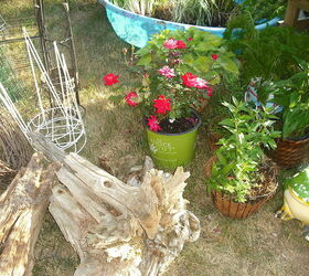 garden and pond from old home digging all up to take to new home, crafts, flowers, gardening, hibiscus, ponds water features, roses brought more plants and some of my driftwood