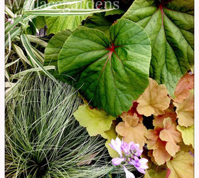 is your heart in the garden try these heart shaped plants, container gardening, flowers, gardening, hydrangea, This Begoinia has enormous leaves and will perennialize here in Zone 7B Georgia