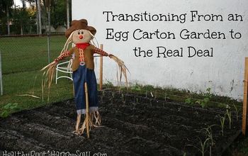 Transitioning From an Egg Carton Garden to the Real Deal