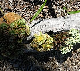 succulent log update, flowers, gardening, succulents