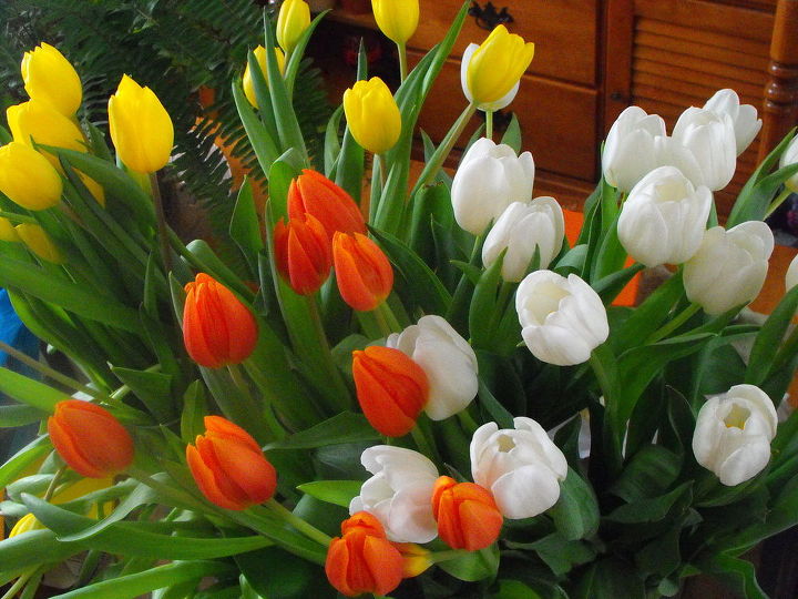 spring, container gardening, easter decorations, flowers, gardening, seasonal holiday d cor, Tulips I bought on sale for my birthday I couldn t just stop at one color