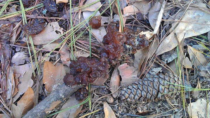 what is this brown substance on a fallen pine branch, gardening