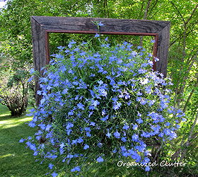 note your garden successes and failures, container gardening, gardening, succulents, The framed electric blue techno heat lobelia in the square barnwood frame It s really filled out since it was planted A definite success