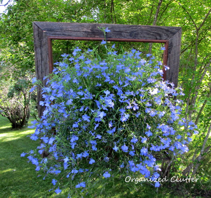 note your garden successes and failures, container gardening, gardening, succulents, The framed electric blue techno heat lobelia in the square barnwood frame It s really filled out since it was planted A definite success