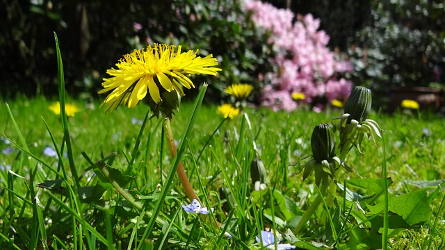 diy natural weed killer, gardening, green living, Kill weeds quickly and effectively with this recipe