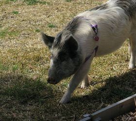 another visitor to the garden winston the pig, pets animals, Winston wearing his halter with name tag on our front lawn
