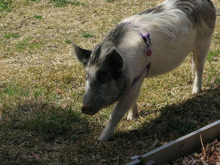 another visitor to the garden winston the pig, pets animals, Winston wearing his halter with name tag on our front lawn
