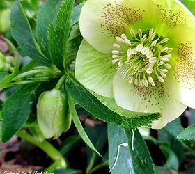 late winter bloomers, gardening, Hellebores for partial shade and an early spring garden kick off