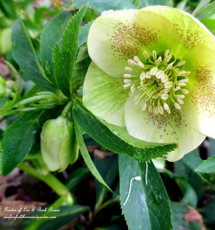 late winter bloomers, gardening, Hellebores for partial shade and an early spring garden kick off