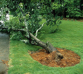 Help a Tree Remove Grass Hometalk