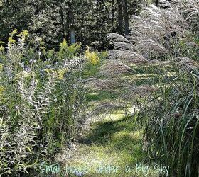 the meadow garden in the autumn, gardening, Ornamental grasses form part of the boarder