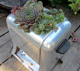 note your garden successes and failures, container gardening, gardening, succulents, Succulents really can grow in a vintage toaster I love this Will definitely duplicate it next year