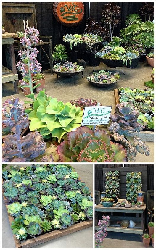 hits and misses at the bc home and garden show, flowers, gardening, landscape, succulents