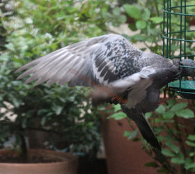 addendum to a post bird feeder protector, outdoor living, pets animals, The pigeon proved to be tenacious re this feeder as I informed Susan Grimstead