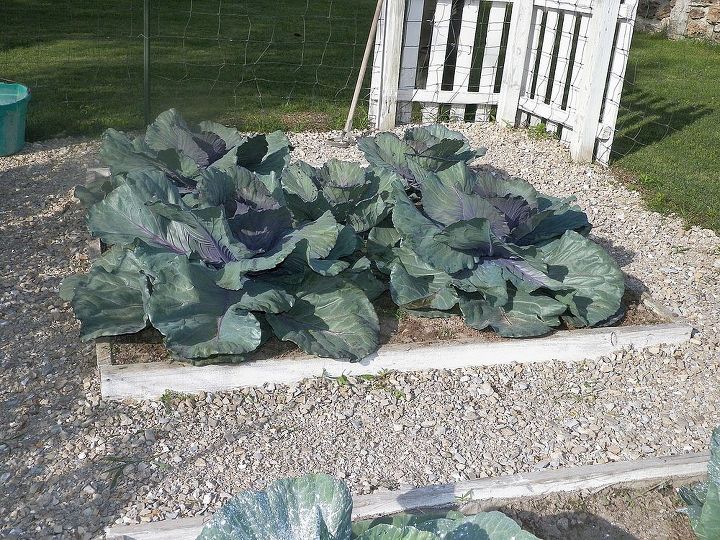 2013 garden, gardening, Red cabbage