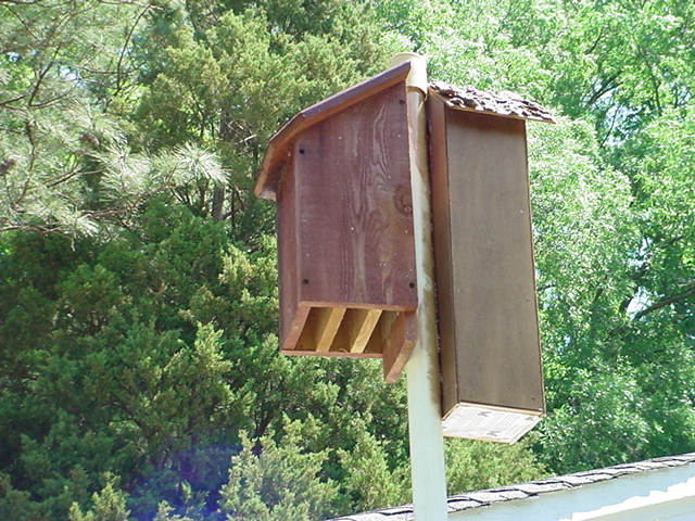 hey folks a friend of mine recently gave me a butterfly house and a bat box i, decks, gardening, go green, outdoor living, Can t we just get along