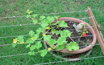 Latest Mystery Melon Pix...they've started to tendril out along the string...it won't be long now!!!