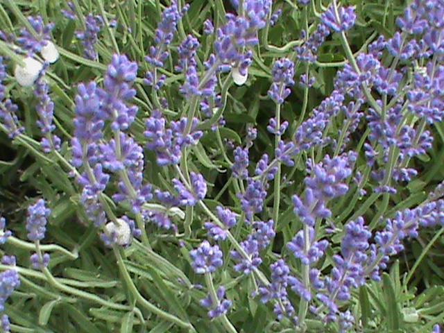 q what is causing this spit on my lavender plants any answer, gardening