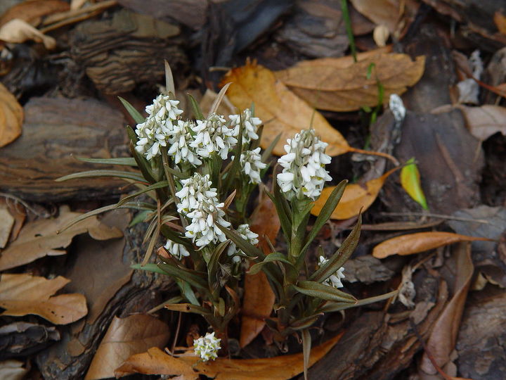 q i wonder if this is a weed, flowers, gardening, weed or pretty plant