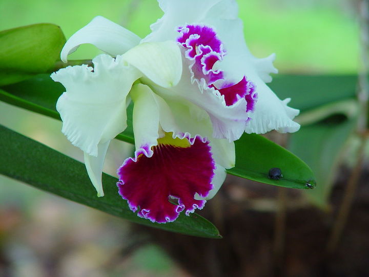 q orchid blooming in december, gardening