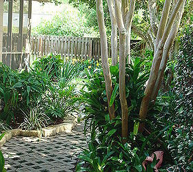 shade garden 2 east garden, gardening, Crepe Myrtle tree jasmine greeting at the gated entrance