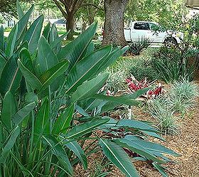 reworking the large front plant bed, gardening, View from 1 2 way down the driveway bird of paradise Aztec grass tricolor ginger and oyster plants on fresh mulch