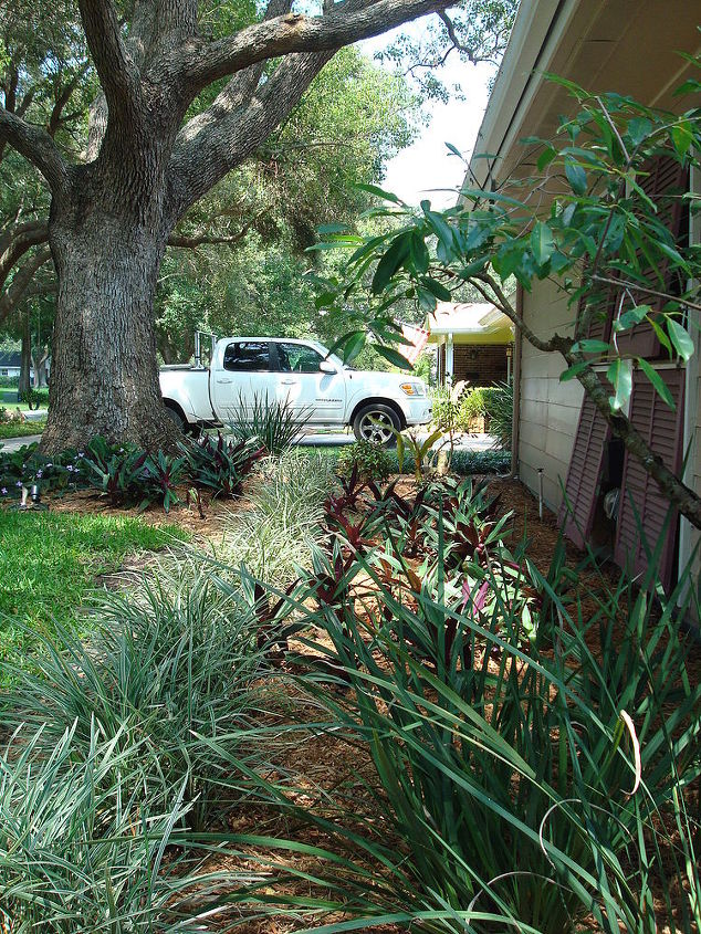 reworking the large front plant bed, gardening, Iris grasses and oysters in the shade of an oak and a camphor tree