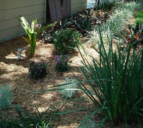 reworking the large front plant bed, gardening, The now modest lily will mature to 6 ht with the baby shrubs maturing to 4 the icicles white mossy looking plants will expand but remain mounded I prefer to buy my plants small and let the grow into the bed