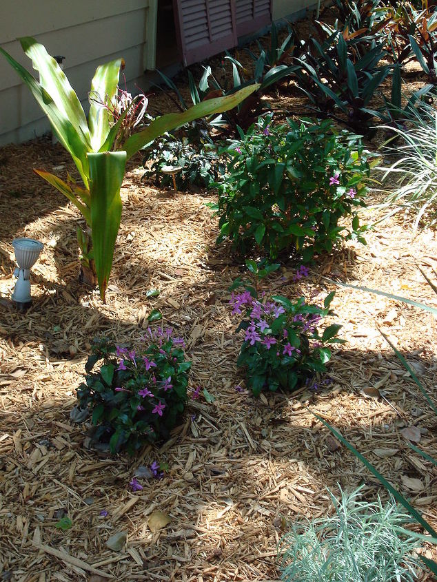 reworking the large front plant bed, gardening, A closer look at those new additions replacing the failed Ilex