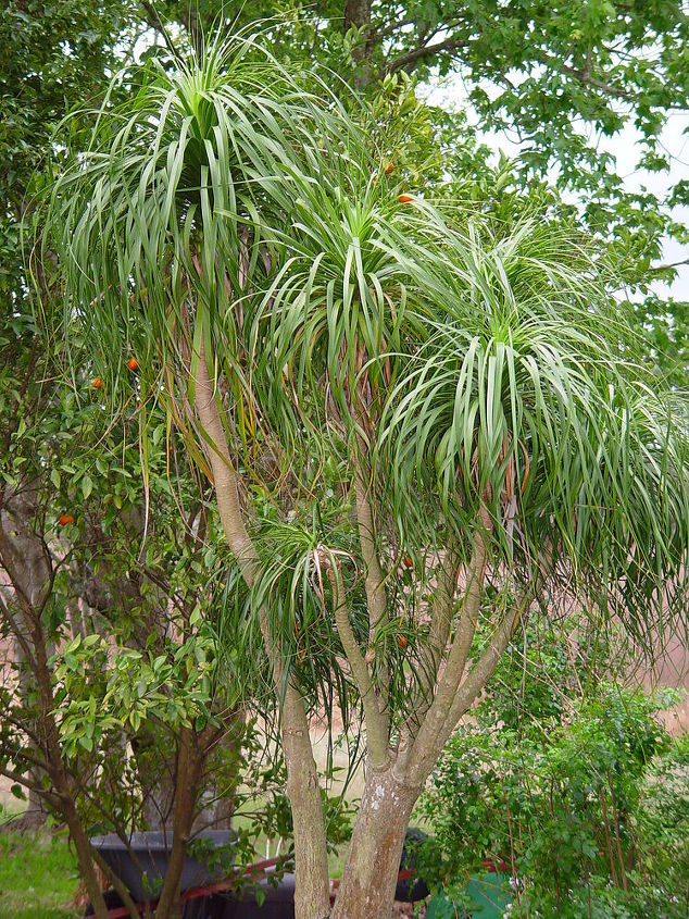 q ponytail palm is not a palm but, flowers, gardening, The Mama
