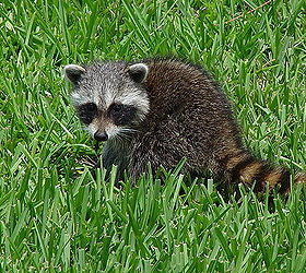 q racoons more wildlife, outdoor living, pest control, pets animals, ponds water features, How about a close up