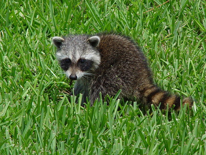 racoons ms vida silvestre, Qu tal un primer plano